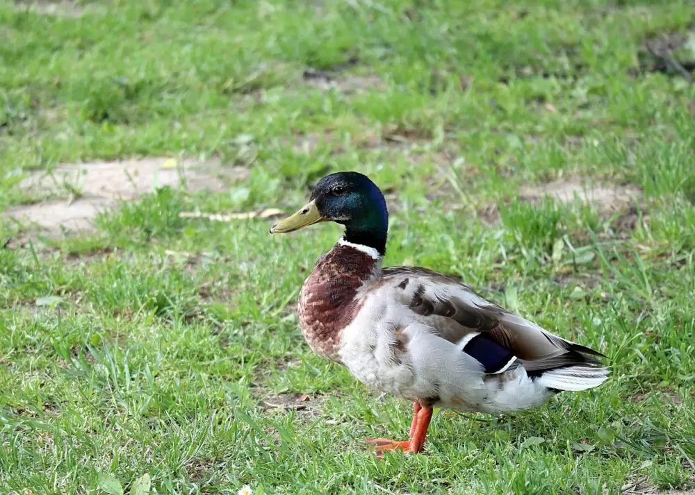 Vodní Dům